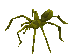 Jungle spider -3-